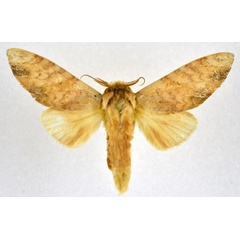 /filer/webapps/moths/media/images/I/immodica_Tricholoba_AM_NHMO.jpg