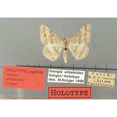 /filer/webapps/moths/media/images/A/arizeloides_Isturgia_HT_TMSA.jpg