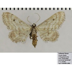 /filer/webapps/moths/media/images/L/larseni_Scopula_AF_ZSMa.jpg