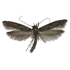 /filer/webapps/moths/media/images/D/dhofarensis_Yponomeuta_PT_Agassiz.jpg