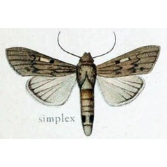 /filer/webapps/moths/media/images/S/simplex_Cucullia_Gaede_7c.jpg