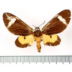 /filer/webapps/moths/media/images/E/extranea_Casphalia_AF_BMNH.jpg