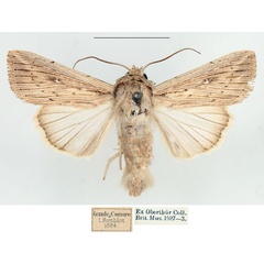 /filer/webapps/moths/media/images/P/perstriata_Leucania_AM_BMNH.jpg