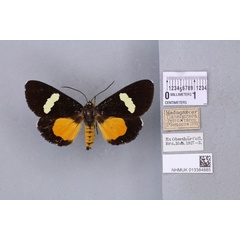 /filer/webapps/moths/media/images/L/lutescens_Rothia_STF_BMNHa.jpg