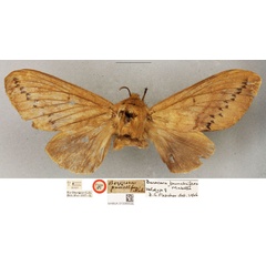 /filer/webapps/moths/media/images/P/punctifera_Borocera_HT_BMNH.jpg