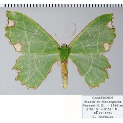 /filer/webapps/moths/media/images/R/rectilineata_Archichlora_AF_ZSM.jpg