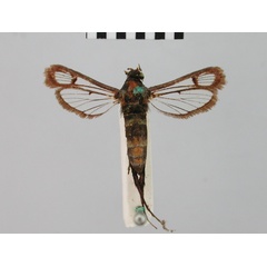 /filer/webapps/moths/media/images/M/mercatrix_Synanthedon_HT_BMNH.jpg