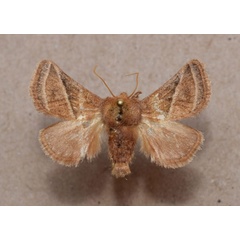 /filer/webapps/moths/media/images/A/albilineata_Unithosea_A_Butler.jpg