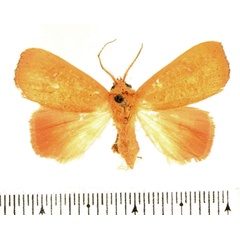 /filer/webapps/moths/media/images/A/angulata_Paralephana_AF_BMNH_02.jpg