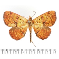 /filer/webapps/moths/media/images/P/pyrochroa_Phlogochroa_AF_BMNH.jpg