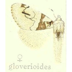/filer/webapps/moths/media/images/G/gloveroides_Dasychira_STF_Hering_23h.jpg