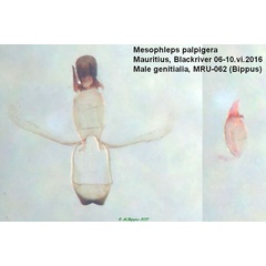 /filer/webapps/moths/media/images/P/palpigera_Mesophleps_GM_Bippus.jpg