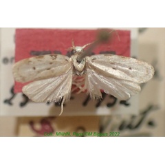 /filer/webapps/moths/media/images/V/vadonella_Herbulotiana_HT_MNHN.jpg