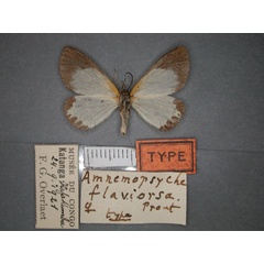 /filer/webapps/moths/media/images/F/flaviorsa_Terina_HT_RMCA_02.jpg
