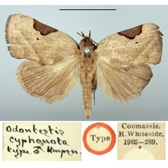 /filer/webapps/moths/media/images/C/cyphonota_Odontestis_HT_BMNH.jpg