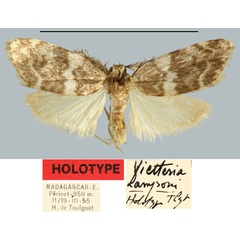 /filer/webapps/moths/media/images/H/hampsoni_Viettesia_HT_MNHN.jpg