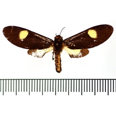 /filer/webapps/moths/media/images/O/oculita_Eccopa_AF_BMNH.jpg