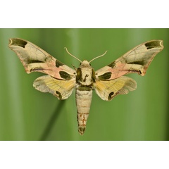 /filer/webapps/moths/media/images/A/africanus_Batocnema_A_Butler.jpg