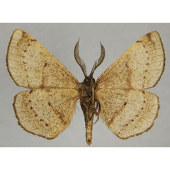 /filer/webapps/moths/media/images/U/umbrata_Colocleora_AM_ZSMb.jpg