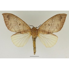 /filer/webapps/moths/media/images/S/sapelensis_Leptometa_AF_Basquin_02.jpg