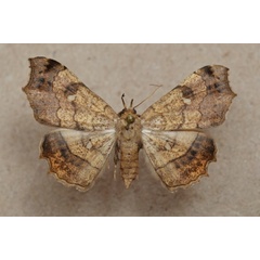 /filer/webapps/moths/media/images/V/vicaria_Egnasia_A_Butler_01.jpg