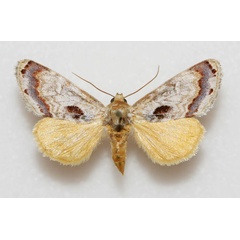 /filer/webapps/moths/media/images/M/madagascariensis_Madathisanotia_F.jpg