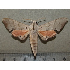/filer/webapps/moths/media/images/A/andosa_Polyptychus_A_Goff_02.jpg