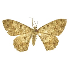 /filer/webapps/moths/media/images/A/atrilunaria_Boarmia_LT_BMNH.jpg