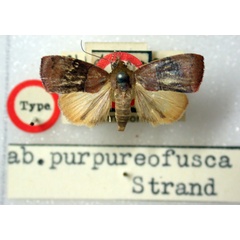 /filer/webapps/moths/media/images/P/purpureofusca_Chlorozada_HT_BMNH.jpg