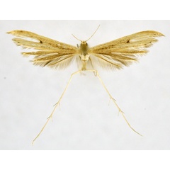 /filer/webapps/moths/media/images/O/orchatias_Picardia_A_NHMO_01.jpg