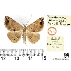 /filer/webapps/moths/media/images/D/digoniata_Parathermes_HT_BMNH.jpg