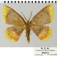 /filer/webapps/moths/media/images/N/nigribasalis_Chrysocraspeda_AM_ZSM.jpg