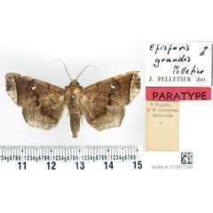 /filer/webapps/moths/media/images/G/grandis_Episparis_PTM_BMNH_01.jpg
