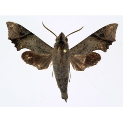 /filer/webapps/moths/media/images/C/crenulata_Temnora_AM_Basquin.jpg