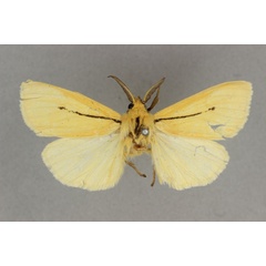 /filer/webapps/moths/media/images/S/simulans_Epilacydes_AM_BMNH.jpg