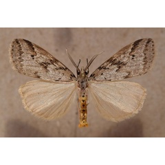 /filer/webapps/moths/media/images/R/rostrata_Diota_A_Butler.jpg