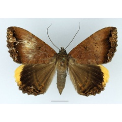 /filer/webapps/moths/media/images/F/flexuosa_Leptamma_AF_Basquin_01.jpg