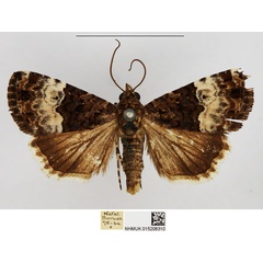 /filer/webapps/moths/media/images/D/decissima_Aconzarba_AM_NHMUK.jpg