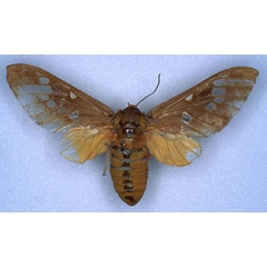 /filer/webapps/moths/media/images/M/magna_Balacra_HT_RMCA_03.jpg