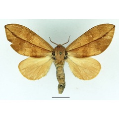 /filer/webapps/moths/media/images/I/incerta_Brachychira_AF_Basquin.jpg