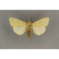 /filer/webapps/moths/media/images/S/subflavescens_Eyralpenus_HT_BMNH.jpg