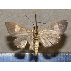 /filer/webapps/moths/media/images/F/flavicepsalis_Ulopeza_A_Goffb.JPG