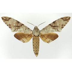 /filer/webapps/moths/media/images/B/buchholzi_Macropoliana_AM_Basquin_02.jpg