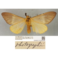 /filer/webapps/moths/media/images/D/diego_Bombyx_PLTM_BMNH_02.jpg