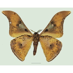 /filer/webapps/moths/media/images/D/dimonica_Dogoia_AM_Basquin_02b.jpg