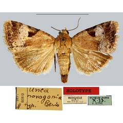 /filer/webapps/moths/media/images/N/novogonia_Unca_HT_MNHN.jpg