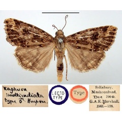 /filer/webapps/moths/media/images/M/multiradiata_Raghuva_LT_BMNH.jpg