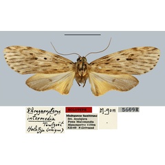 /filer/webapps/moths/media/images/I/intermedia_Phryganopteryx_HT_MNHN.jpg