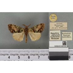 /filer/webapps/moths/media/images/A/albilunula_Dasychira_PTM_BMNH_02a.jpg