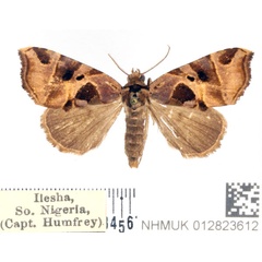 /filer/webapps/moths/media/images/T/talusina_Marcipa_AF_BMNH_02.jpg